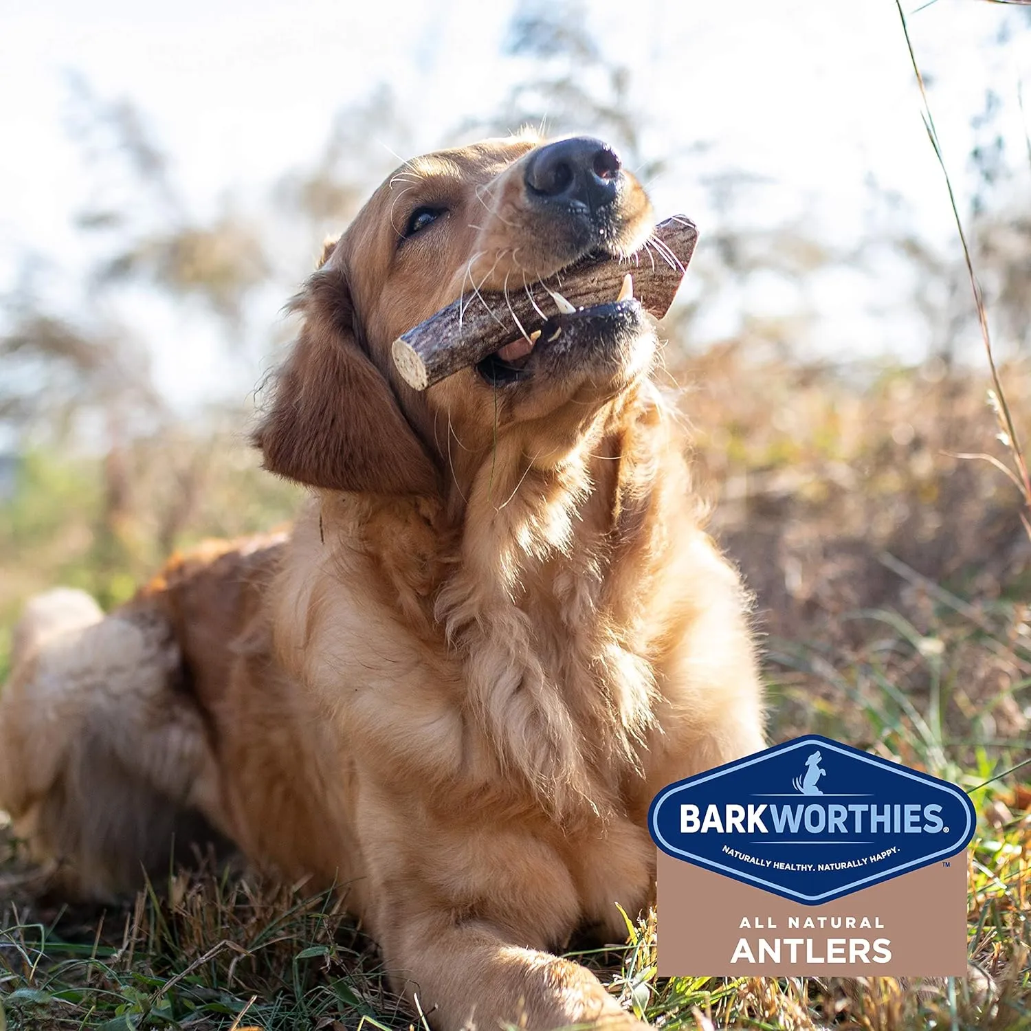 Barkworthies Elk Antler for Dogs