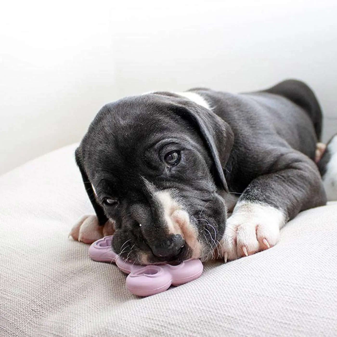 Puppy Rubber Teether Dental Assorted Toy